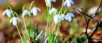 snowdrop applique