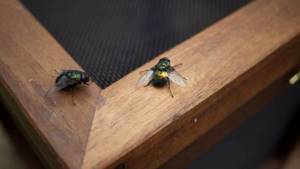 Как избавиться от мух на даче: австралийская мухоловка своими руками ловушка, муха, мухоловка, своими руками, сделай сам