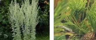 Feeding medicinal well-fed bees from wormwood and pine needles