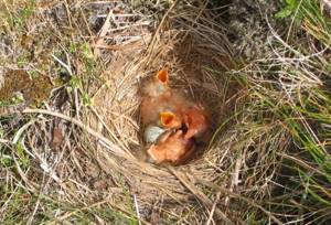 Кукушкино гнездо